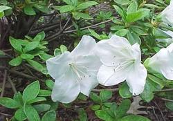 Azalea 'Girard's Pleasant White'(Girard Hybrid) — photo 1
