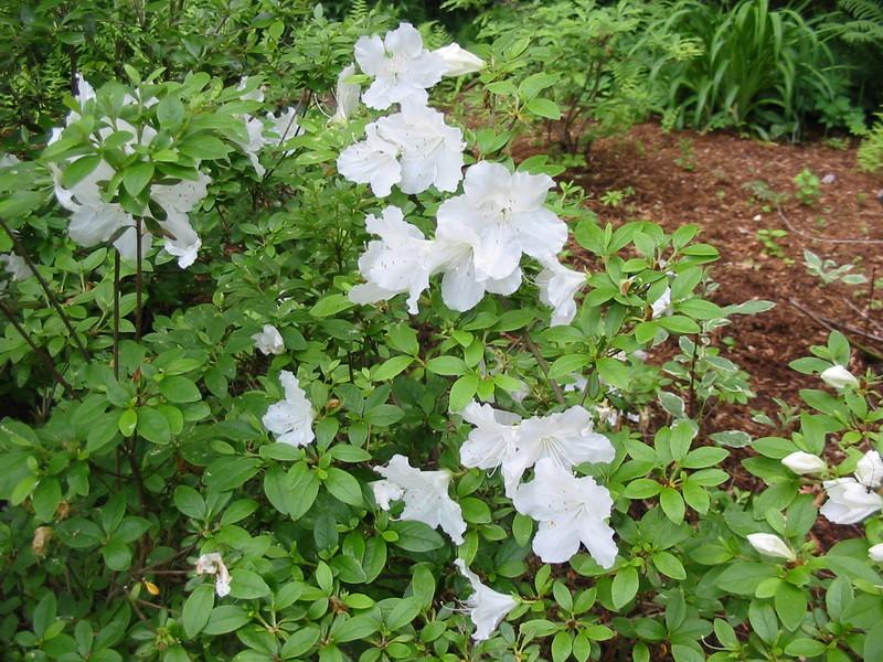 Azalea 'Girard's Pleasant White' (Girard Hybrid) — photo 1