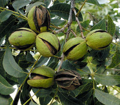 Carya illinoinensis 'Pawnee'( AMERICAN INDIAN TRIBE SERIES) — photo 1