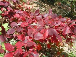 Nyssa sylvatica — photo 2