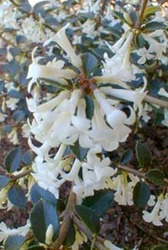 Osmanthus delavayi — photo 2