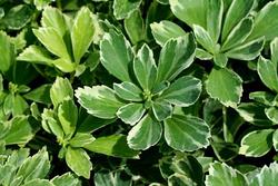 Pachysandra terminalis 'Variegata' — photo 1