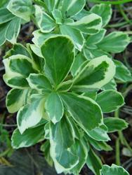 Pachysandra terminalis 'Variegata' — photo 2