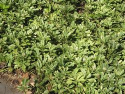 Pachysandra terminalis 'Variegata' — photo 3