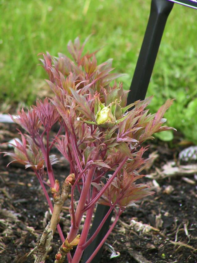 Paeonia suffruticosa 'Brocade of Kamada'