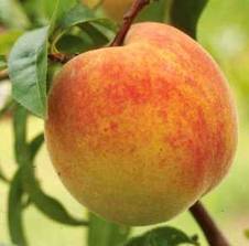 Peach, Elberta