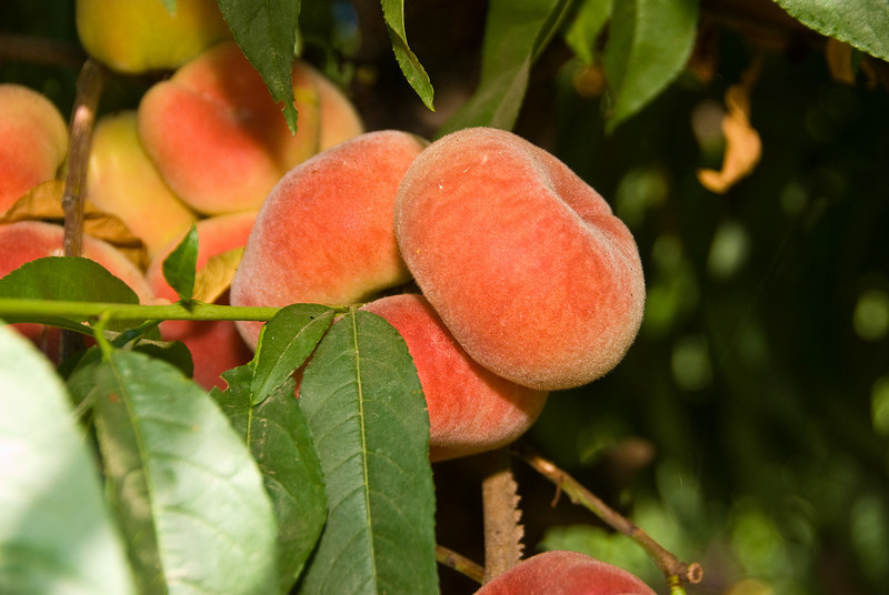 Prunus persica 'Reliance'