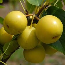 Pyrus pyrifolia '20th Century' — photo 1