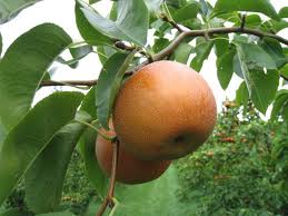 Pyrus pyrifolia 'Chojuro' — photo 1