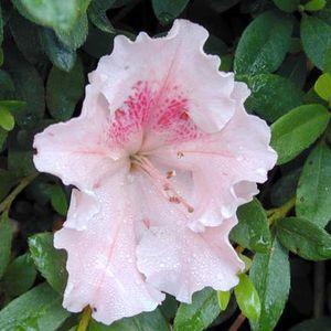 Rhododendron 'Gumpo Pink'(Satsuki Hybrid) — photo 1