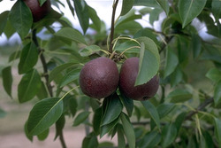 Pyrus communis 'Seckel' — photo 2