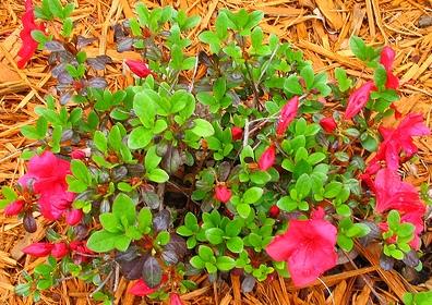 Azalea 'Hahn's Red'( Kurume Hybrid) — photo 1