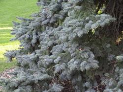 Picea pungens — photo 2