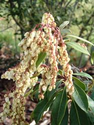 Pieris japonica 'Historyland Supreme' — photo 1