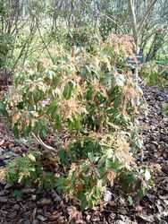 Pieris japonica 'Historyland Supreme' — photo 2