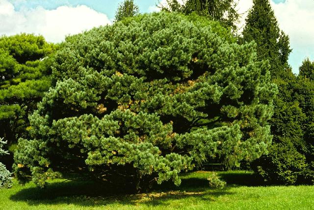 Pinus sylvestris 'Watereri'