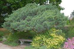 Pinus sylvestris 'Watereri' — photo 2