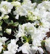 Azalea 'Helen Curtis'(Shammarello Hybrid) — photo 1