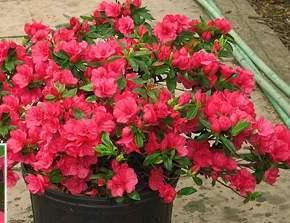 Azalea 'Hershey's Red'(Kurume Hybrid) — photo 1