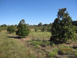 Magnolia grandiflora Ferruginea — photo 3