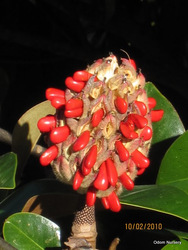 Magnolia grandiflora Green Giant — photo 2
