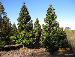 Magnolia grandiflora Green Giant — photo 3