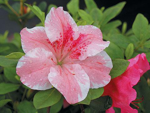 Azalea 'Higasa'( Satsuki Hybrid) — photo 1