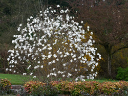 Magnolia stellata 'Waterlily' — photo 3