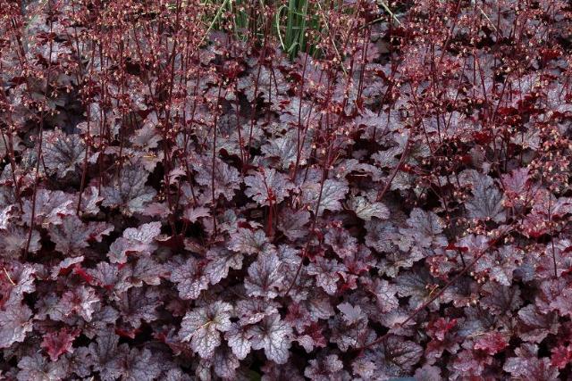 Heuchera 'Plum Pudding'