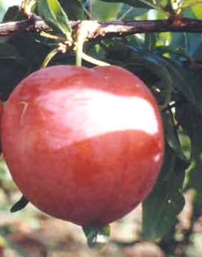 Prunus salicina 'Santa Rosa' — photo 1