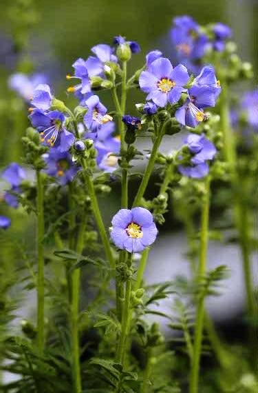 Polemonium boreale 'Heavenly Habit'
