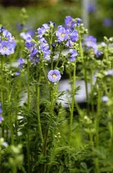 Polemonium boreale 'Heavenly Habit' — photo 2