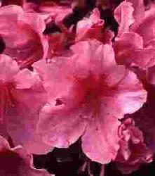 Azalea Kaempo — photo 1