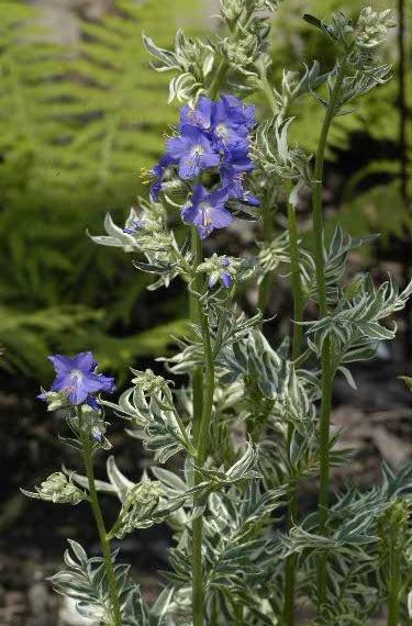 Polemonium caeruleum 'Snow and Sapphires' — photo 1