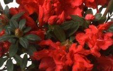 Azalea Macrantha Double — photo 1