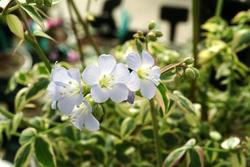 Polemonium Stairway to Heaven — photo 1
