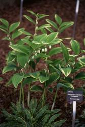 Polygonatum odoratum 'Variegatum' — photo 1