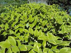 Polygonatum odoratum 'Variegatum' — photo 2