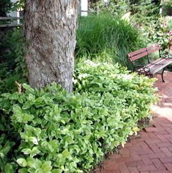Polygonatum odoratum 'Variegatum' — photo 3