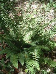 Polystichum acrostichoides — photo 1