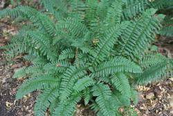 Polystichum acrostichoides — photo 2