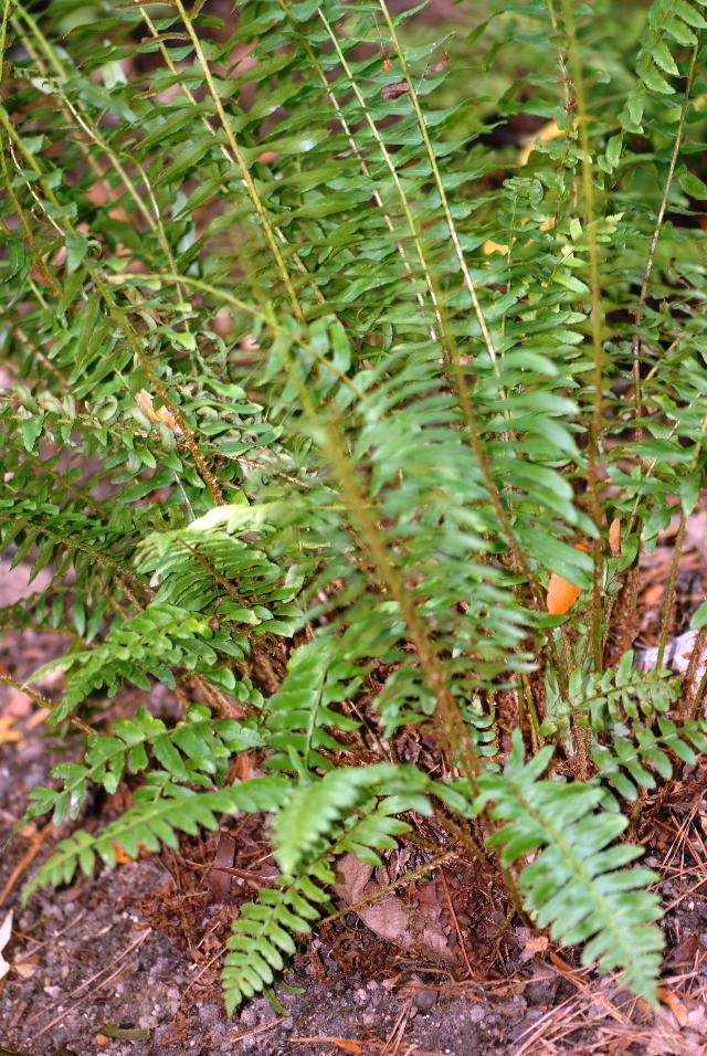 Polystichum acrostichoides 'Xmas Fern'