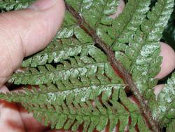Polystichum polyblepharum 'Tassel Fern' — photo 1