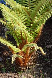 Polystichum polyblepharum 'Tassel Fern' — photo 2