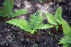 Polystichum polyblepharum 'Tassel Fern' — photo 3