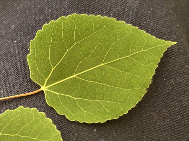 Populus tremuloides