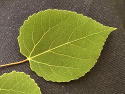 Populus tremuloides — photo 1