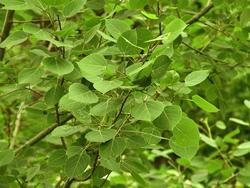 Populus tremuloides — photo 2