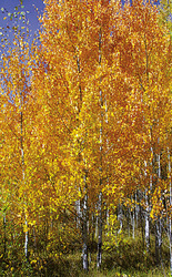 Populus tremuloides — photo 3