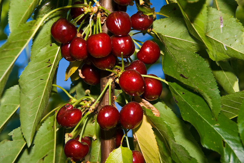 Prunus Black Tartarian — photo 1